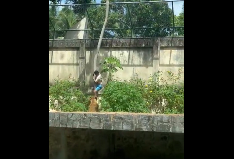 Brasilialainen19-vuotias nuorimies kiipesi leijonan häkkiin – seuraukset olivat kohtalokkaat