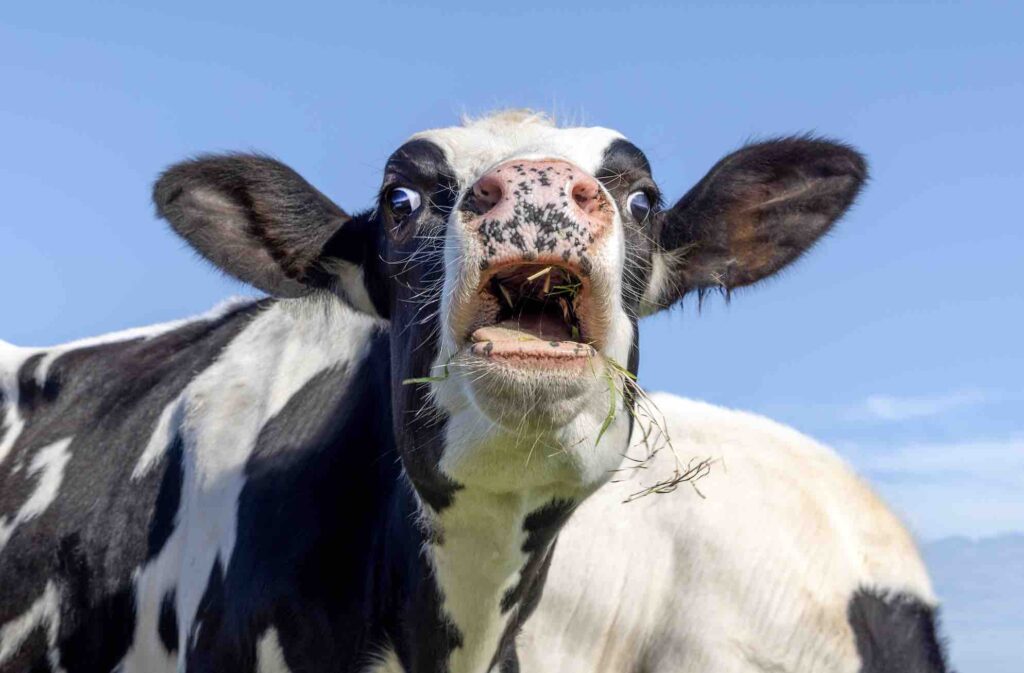 Pääkirjoitus: Tämän vuoksi fasistit tukevat Bovaeria