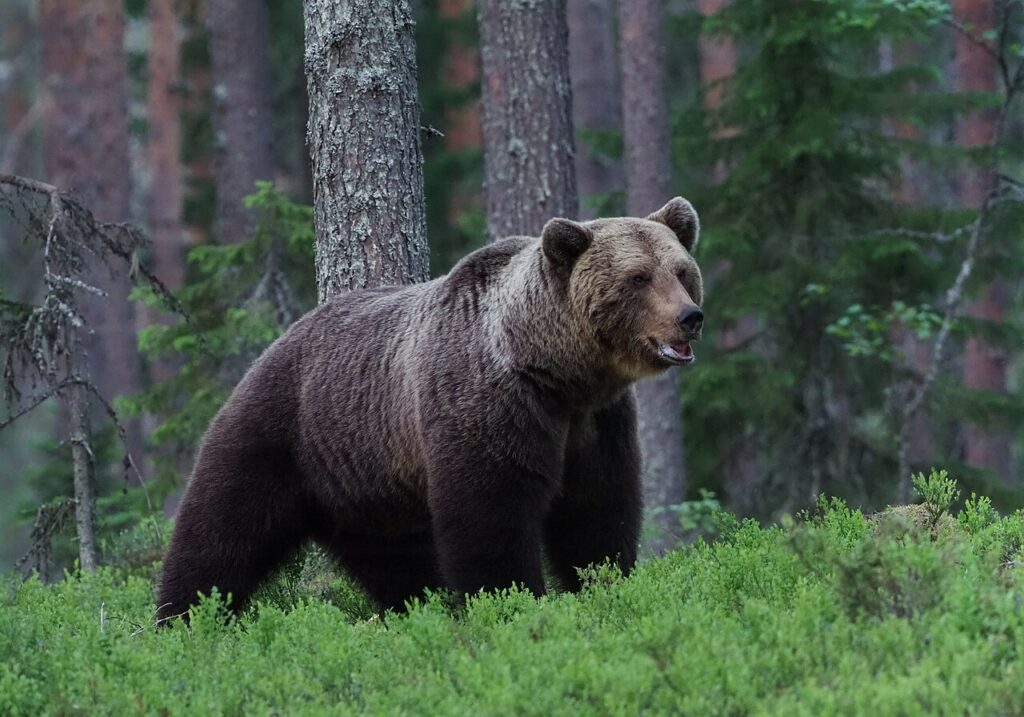 Karhu lopetettiin Sonkajärvellä pihakäyntien takia – ravinto houkuttaa karhuja pihoihin