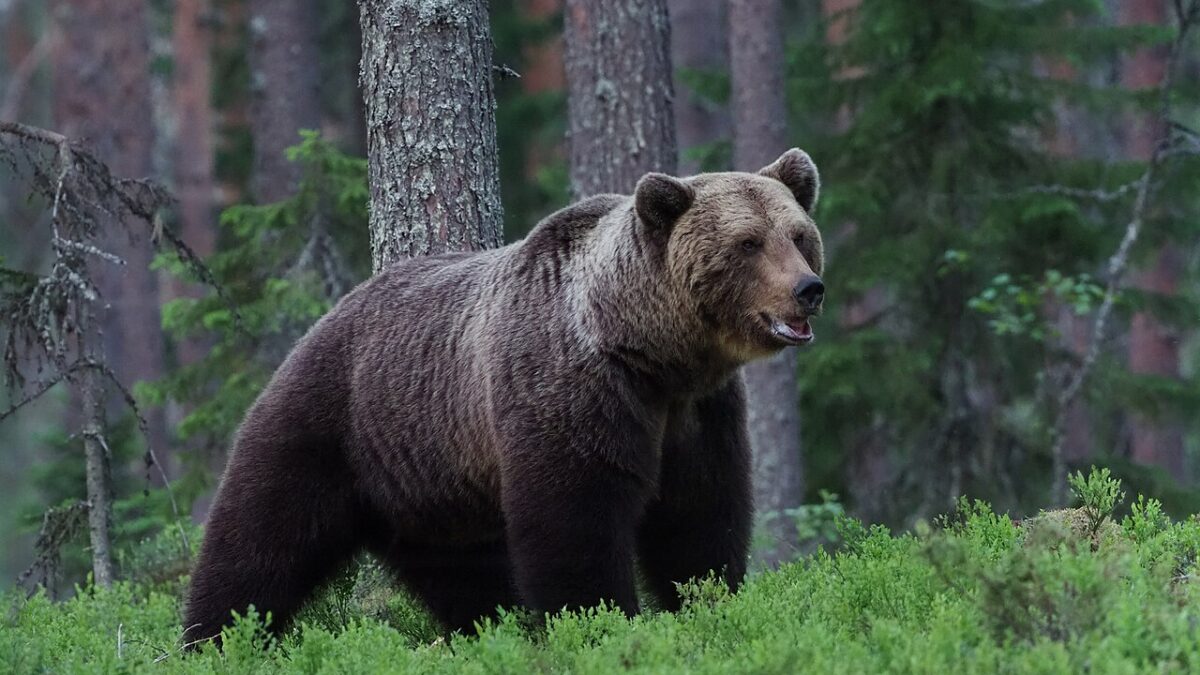 Karhu lopetettiin Sonkajärvellä pihakäyntien takia – ravinto houkuttaa karhuja pihoihin