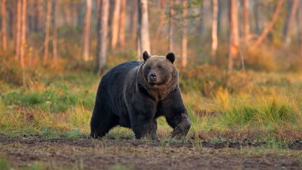Poronhoitoalueelle esitetään karhukiintiöksi viime vuoden tasoa
