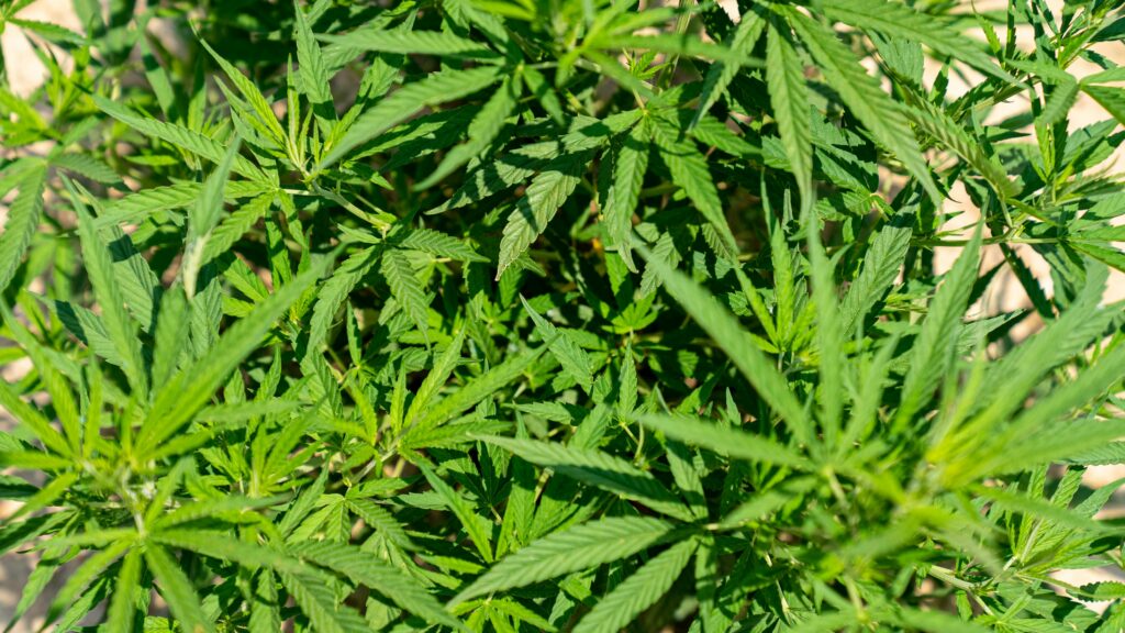 Nuorten kannabiksen käyttö romahtanut Minnesotassa – laillistamisen pelot eivät toteutuneet