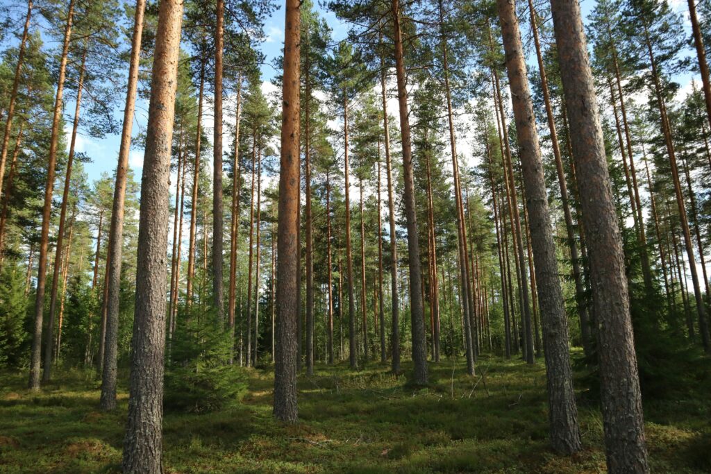 Metsäammattilaiset syyttää vihreitä populismista metsäpolitiikassa