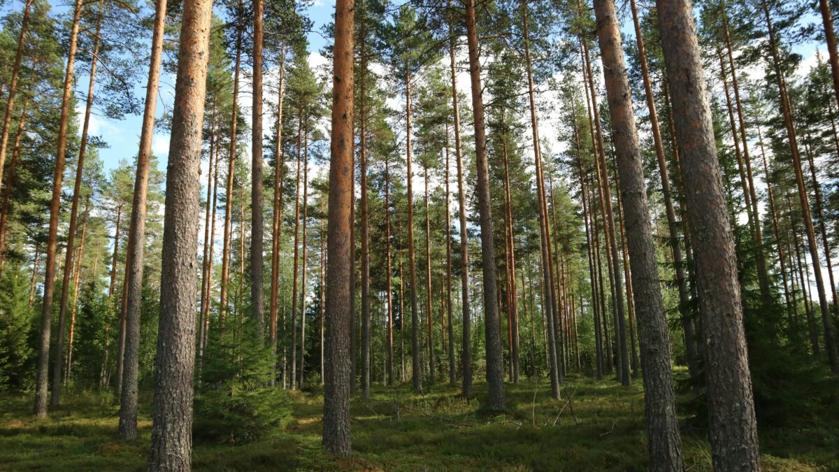 Metsäammattilaiset syyttää vihreitä populismista metsäpolitiikassa