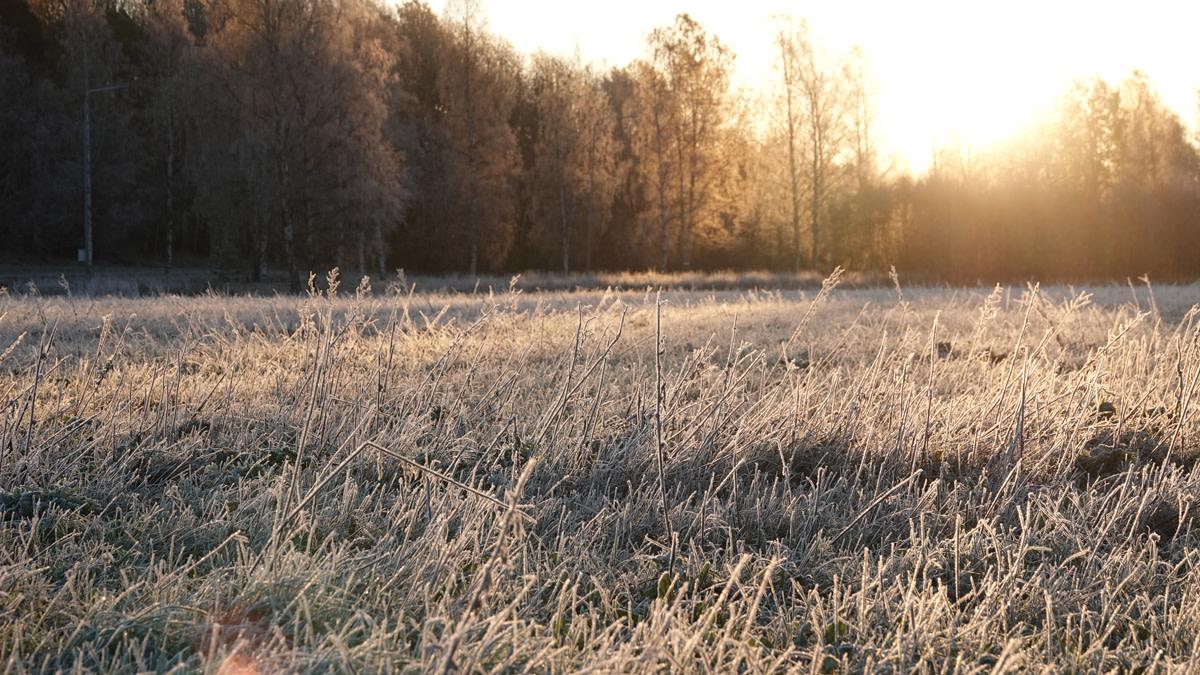 Koleaa heinäkuussa, jopa yöhallaa – katastrofiviestintä ja todellisuus eivät kohtaa