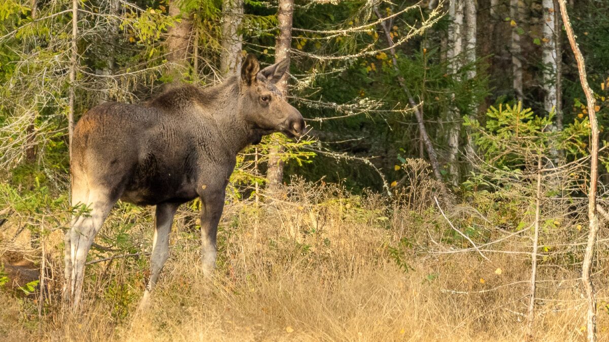 Hirvivaara kasvaa juuri nyt – tätä virhettä ratissa kannattaa varoa