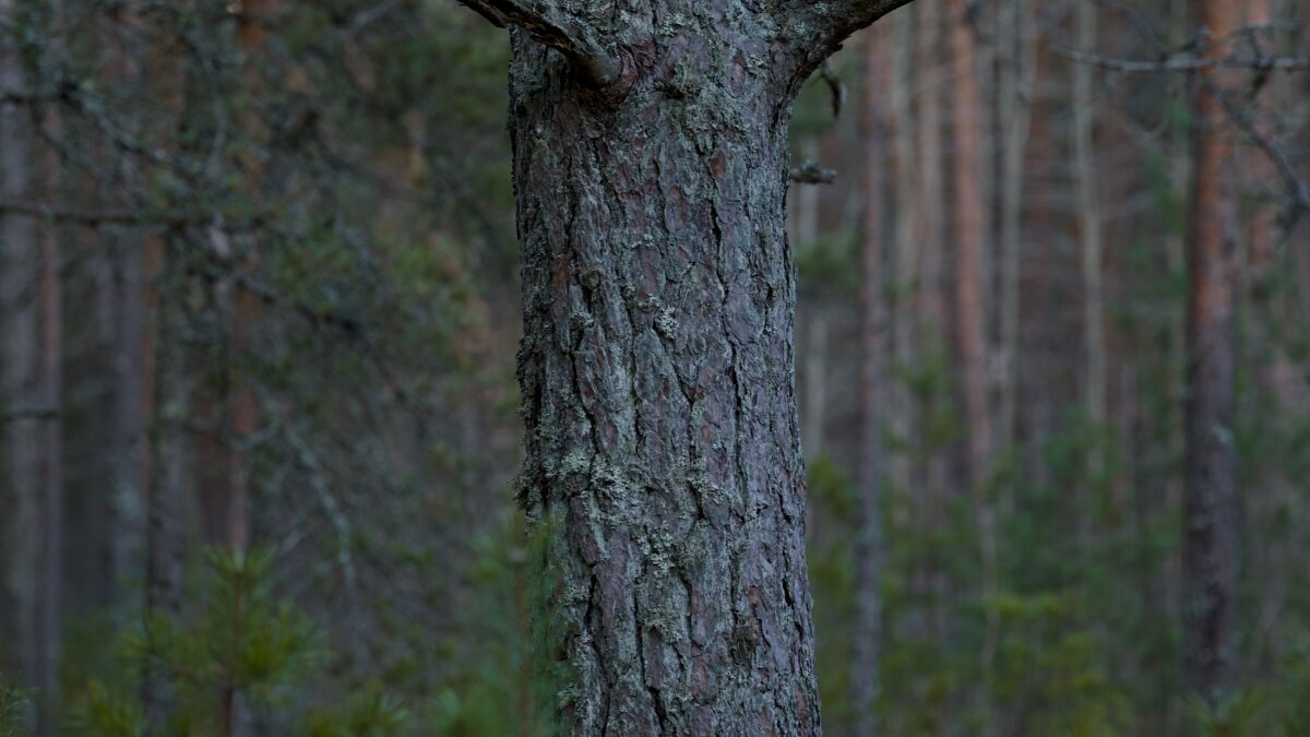 Metsästäjä ampui toista metsästäjää Kuortaneella