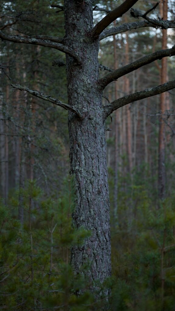 Metsästäjä ampui toista metsästäjää Kuortaneella
